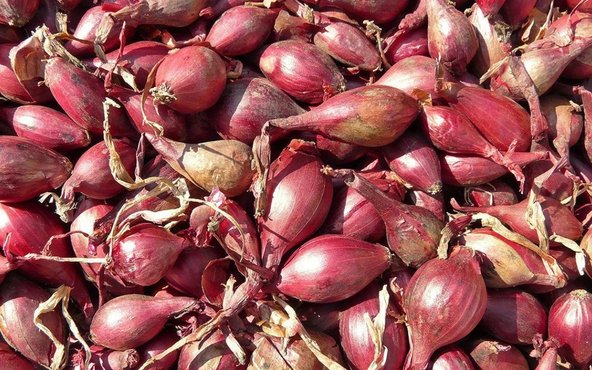 Fresh Indonesian shallots ready for export and distribution